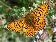 Pearl Bordered Fritillary (Clossiana euphrosyne) - Castel de Cantobre G&icirc;tes, Aveyron, France