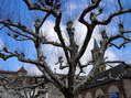 Plane trees providing a natural canopy over part of the Millau market - Castel de Cantobre Gîtes, Aveyron, France