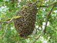 Wild bee swarm - Castel de Cantobre Gîtes, Aveyron, France