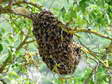 Bee comb and Wild bee swarm - Castel de Cantobre Gîtes, Aveyron, France