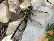 Large Pincertail - Female Dragonfly (Onychogomphus uncatus) - Castel de Cantobre Gîtes, Aveyron, France