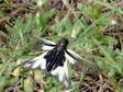 Sulphur Owlfly (Ascalaphidus: Libelloides coccajus) - Castel de Cantobre Gîtes, Aveyron, France