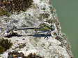Gomphe vulgaire - Libellule mâle (Gomphus vulgatissimus) - Gîtes Castel de Cantobre, Aveyron, France