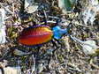 Spanish Carabus beetle (Carabus [Chrysocarabus] hispanus) - Castel de Cantobre Gîtes, Aveyron, France