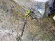 Blue or Southern Hawker - Male Dragonfly (Aeshna cyanea) - Castel de Cantobre Gîtes, Aveyron, France