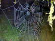 Spider’s web - Castel de Cantobre Gîtes, Aveyron, France