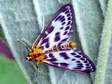 Small Magpie moth (Anania hortulata) - Castel de Cantobre Gîtes, Aveyron, France