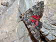 Red Underwing moth (Catocala nupta) - Castel de Cantobre Gîtes, Aveyron, France