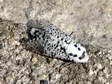 Leopard moth (Zeuzera pyrina) - Castel de Cantobre Gîtes, Aveyron, France