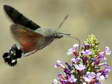 Hummingbird Hawk moth (Macroglossum stellatarum) - Castel de Cantobre Gîtes, Aveyron, France