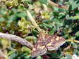 Mint moth (Pyrausta aurata) - Castel de Cantobre Gîtes, Aveyron, France