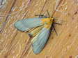 Male Four-spotted Footman moth (Lithosia quadra) - Castel de Cantobre Gîtes, Aveyron, France