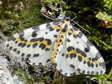 Magpie moth (Abraxas grossulariata) - Castel de Cantobre Gîtes, Aveyron, France