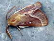 Small Eggar moth (Eriogaster lanestris) - Castel de Cantobre Gîtes, Aveyron, France