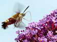 Broad bordered Bee Hawk moth (Hemaris fuciformis) - Castel de Cantobre Gîtes, Aveyron, France