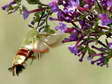 Broad bordered Bee Hawk moth (Hemaris fuciformis) - Castel de Cantobre Gîtes, Aveyron, France