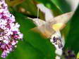 Hummingbird Hawk moth (Macroglossum stellatarum) - Castel de Cantobre Gîtes, Aveyron, France