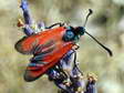 Sluggish Burnet moth (Zygaena erythrus) - Castel de Cantobre Gîtes, Aveyron, France