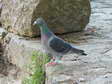 Racing Pigeon - lost (Columba livia) - Castel de Cantobre Gîtes, Aveyron, France