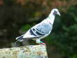 Feral/Homing Pigeon (Columba livia) - Castel de Cantobre Gîtes, Aveyron, France