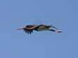 Black stork (Ciconia nigra) - Castel de Cantobre Gîtes, Aveyron, France