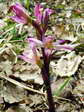 Violet Limodore or Violet Bird’s Nest Orchid (Limodorum abortivum) - Castel de Cantobre Gîtes, Aveyron, France