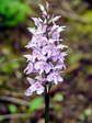 Heath Spotted Orchid (Dactylorhiza maculata) - Castel de Cantobre Gîtes, Aveyron, France