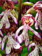 Un hybrid Orchis pourpre, Orchis brun ou Orchis casque et Orchis militaire, Orchis casque ou Fleur de Pentecôte (Orchis purpurea x Orchis militaris) - Gîtes Castel de Cantobre, Aveyron, France