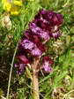 Orchis pourpre, Orchis brun ou Orchis casque (Orchis purpurea) - Gîtes Castel de Cantobre, Aveyron, France