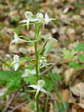 Greater butterfly orchid (Platanthera chlorantha) - Castel de Cantobre Gîtes, Aveyron, France