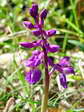 Provence Orchid (Orchis olbiensis) - Castel de Cantobre Gîtes, Aveyron, France