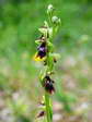 Ophrys mouche (Ophrys insectifera) - Gîtes Castel de Cantobre, Aveyron, France