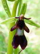 Fly Orchid (Ophrys insectifera) - Castel de Cantobre Gîtes, Aveyron, France
