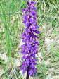 Early Purple Orchid (Orchis mascula) - Castel de Cantobre Gîtes, Aveyron, France