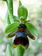 Fly Orchid found only on the causse (Ophrys insectifera aymoninii) - Castel de Cantobre Gîtes, Aveyron, France