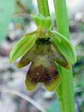 Ophrys d