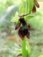Fly Orchid (Ophrys insectifera) - Castel de Cantobre Gîtes, Aveyron, France