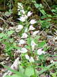 Sword-leaved or Narrow-leaved Helleborine (Cephalanthera longifolia) - Castel de Cantobre Gîtes, Aveyron, France