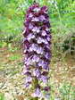 Lady Orchid (Orchis purpurea) - Castel de Cantobre Gîtes, Aveyron, France