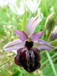 Ophrys de l’Aveyron (Ophrys aveyronensis) - Gîtes Castel de Cantobre, Aveyron, France