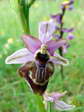 Woodcock Orchid (Ophrys scolopax) - Castel de Cantobre Gîtes, Aveyron, France