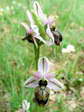 Woodcock Orchid (Ophrys scolopax) - Castel de Cantobre Gîtes, Aveyron, France