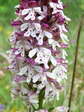 Burnt-tip Orchid (Neotinea ustulata) - Castel de Cantobre Gîtes, Aveyron, France