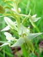 Orchis verdâtre, Platanthère à fleurs vertes (Platanthera chlorantha) - Gîtes Castel de Cantobre, Aveyron, France