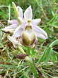 Aveyron Bee Orchid (Ophrys aveyronensis) - Castel de Cantobre Gîtes, Aveyron, France