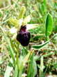Early Spider Orchid (Ophrys sphegodes) - Castel de Cantobre Gîtes, Aveyron, France