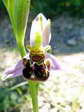 Bee Orchid (Ophrys Apifera) - Castel de Cantobre Gîtes, Aveyron, France