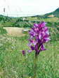 Pink butterfly orchid (Anacamptis papilionacea) - Castel de Cantobre Gîtes, Aveyron, France