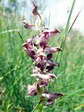 Fragrant bug orchid (Anacamptis coriophora subsp. fragrans) - Castel de Cantobre Gîtes, Aveyron, France
