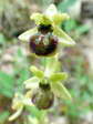 Early Spider Orchid (Ophrys sphegodes) - Castel de Cantobre Gîtes, Aveyron, France